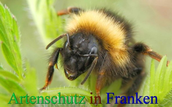 Copyright AiS- Albert Meier Bild zum Eintrag (1069174-160)