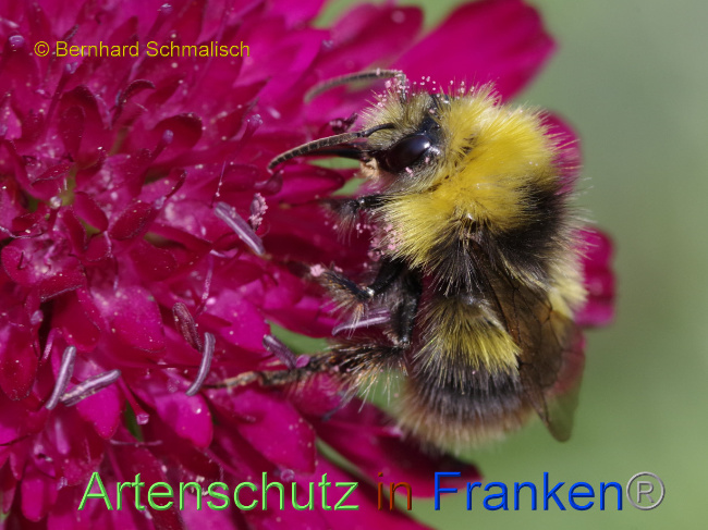© Artenschutz in Franken® / Bernhard Schmalisch Bild zum Eintrag (1069176-160)
