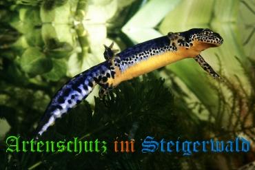 Copyright AiS Willner Bild zum Eintrag (1069194-160)