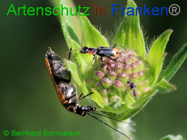Bild zum Eintrag (1069271-160)