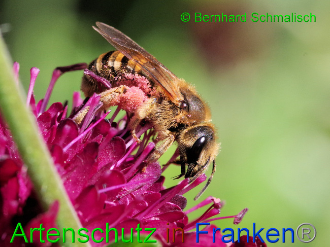 © Artenschutz in Franken® / Bernhard Schmalisch Bild zum Eintrag (1069280-160)