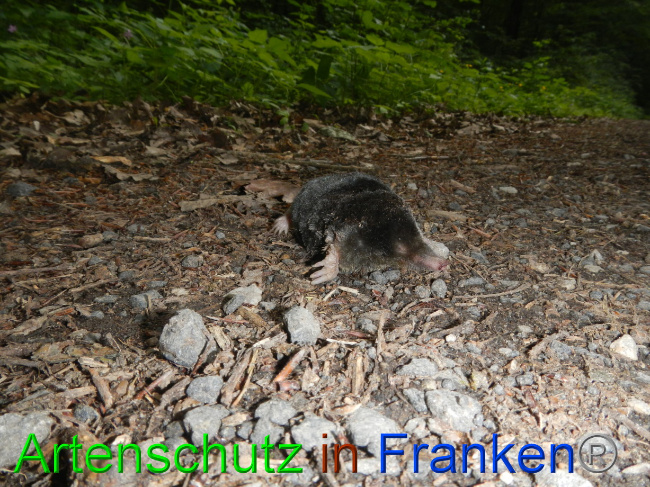 © Artenschutz in Franken® Bild zum Eintrag (1069286-160)