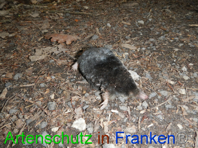 © Artenschutz in Franken® Bild zum Eintrag (1069287-160)