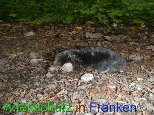 © Artenschutz in Franken® Bild zum Eintrag (1069288-160)
