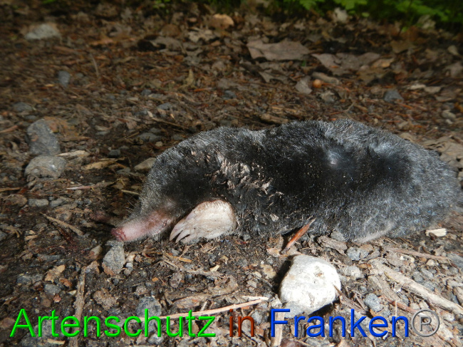 © Artenschutz in Franken® Bild zum Eintrag (1069290-160)