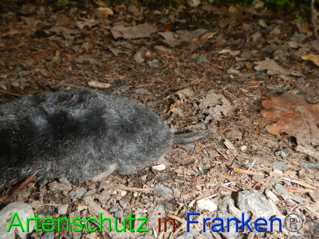 © Artenschutz in Franken® Bild zum Eintrag (1069291-160)