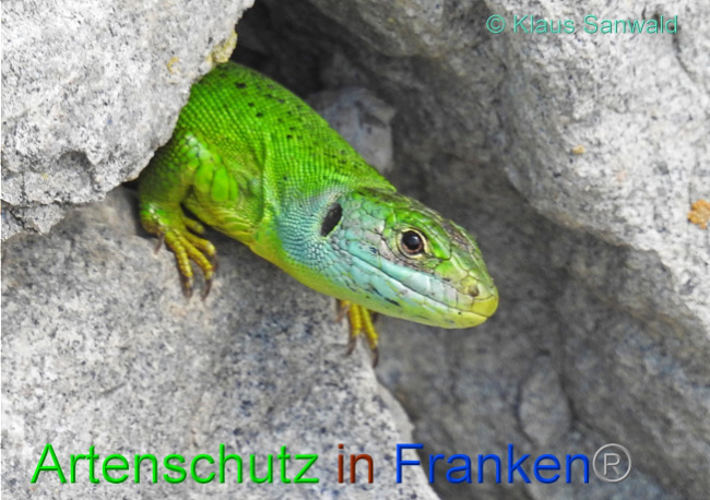 © Artenschutz in Franken® / Klaus Sanwald Bild zum Eintrag (1069357-160)