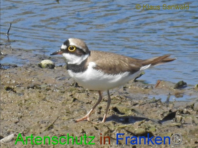 © Artenschutz in Franken® / Klaus Sanwald Bild zum Eintrag (1069364-160)