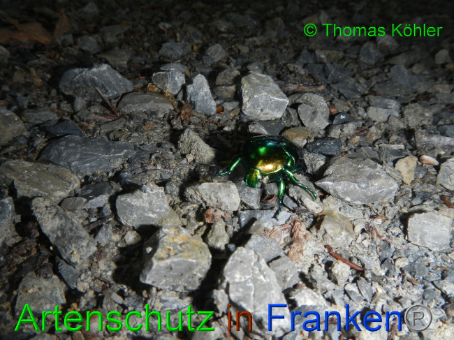 © Artenschutz in Franken® / Thomas Köhler Bild zum Eintrag (1069419-160)