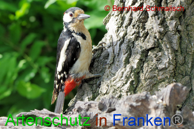 © Artenschutz in Franken® / Bernhard Schmalisch Bild zum Eintrag (1069436-160)