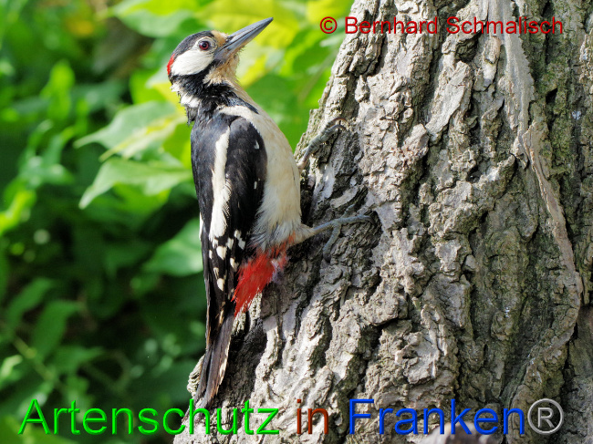 © Artenschutz in Franken® / Bernhard Schmalisch Bild zum Eintrag (1069437-160)