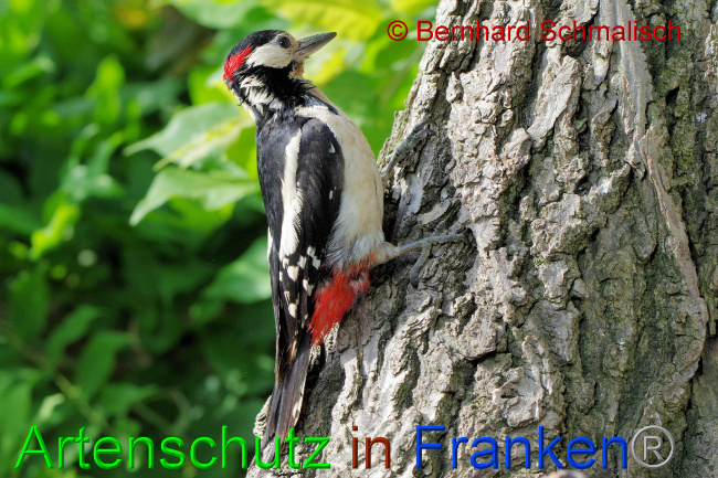 © Artenschutz in Franken® / Bernhard Schmalisch Bild zum Eintrag (1069438-160)