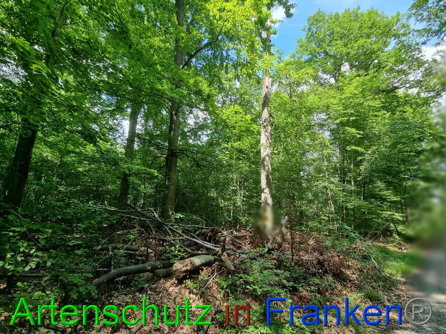 © Artenschutz in Franken® Bild zum Eintrag (1069458-160)