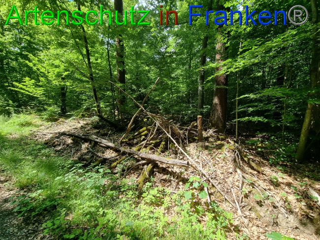 © Artenschutz in Franken® Bild zum Eintrag (1069466-160)