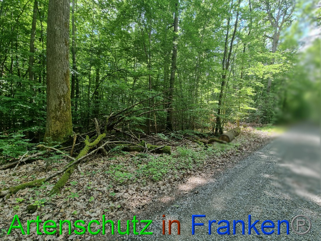 © Artenschutz in Franken® Bild zum Eintrag (1069467-160)