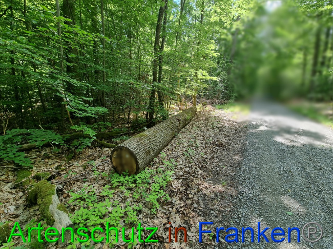 © Artenschutz in Franken® Bild zum Eintrag (1069468-160)