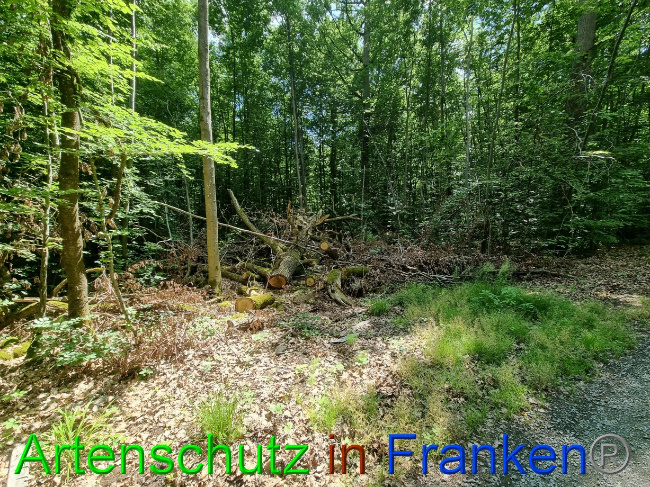 © Artenschutz in Franken® Bild zum Eintrag (1069469-160)