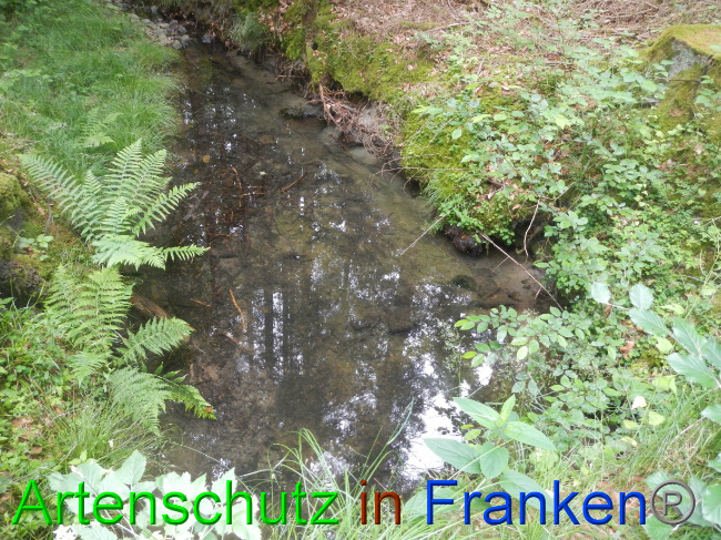 © Artenschutz in Franken® Bild zum Eintrag (1069489-160)