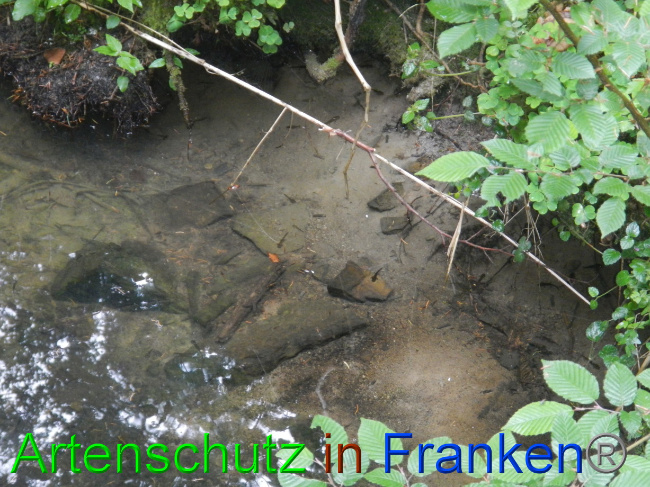 © Artenschutz in Franken® Bild zum Eintrag (1069493-160)