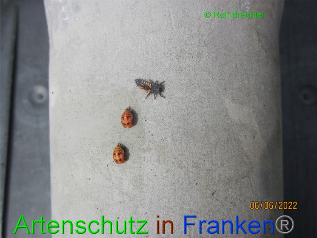 © Artenschutz in Franken® / Rolf Brechtel Bild zum Eintrag (1069502-160)