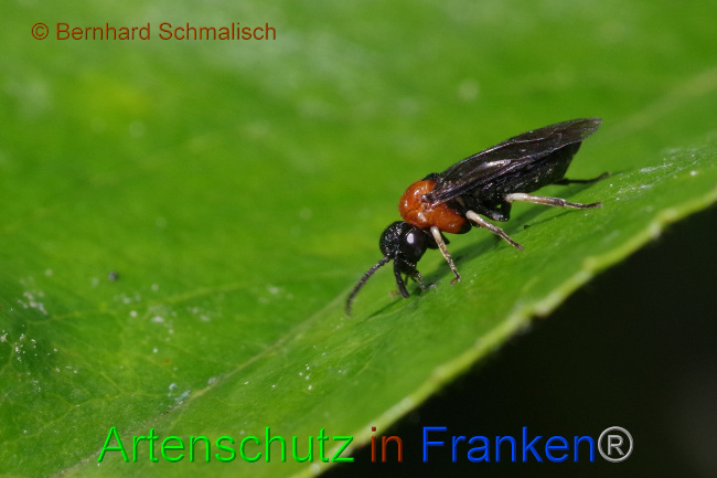 © Artenschutz in Franken® / Bernhard Schmalisch Bild zum Eintrag (1069584-160)