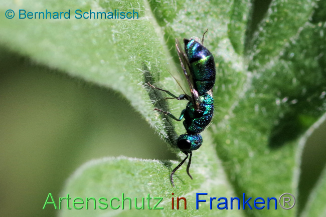 © Artenschutz in Franken® / Bernhard Schmalisch Bild zum Eintrag (1069719-160)