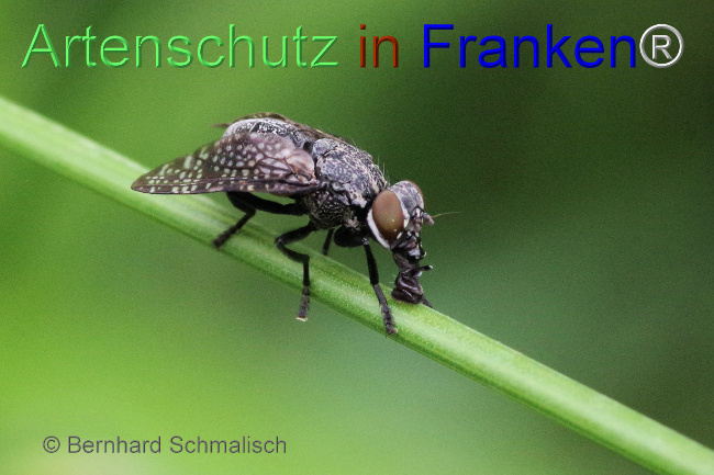© Artenschutz in Franken® / Bernhard Schmalisch Bild zum Eintrag (1069828-160)