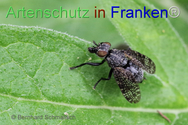 © Artenschutz in Franken® / Bernhard Schmalisch Bild zum Eintrag (1069829-160)