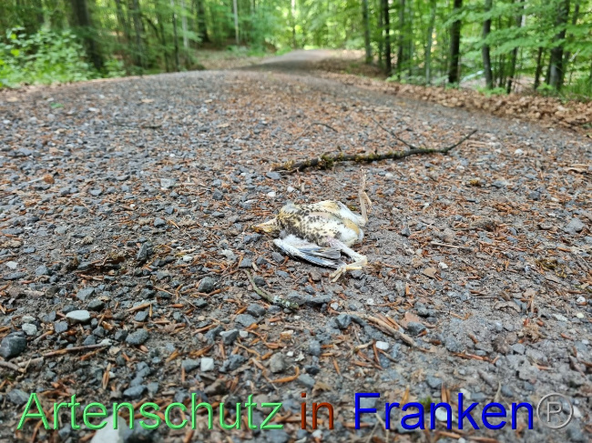 © Artenschutz in Franken® Bild zum Eintrag (1069922-160)
