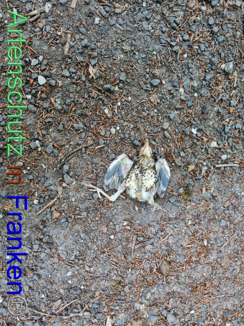 © Artenschutz in Franken® Bild zum Eintrag (1069925-160)