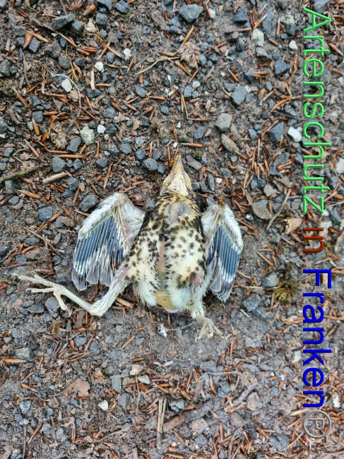 © Artenschutz in Franken® Bild zum Eintrag (1069926-160)