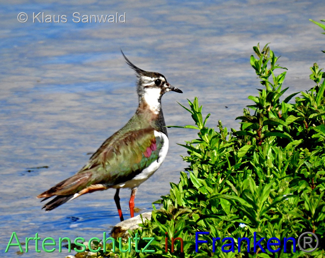 © Artenschutz in Franken® / Klaus Sanwald Bild zum Eintrag (1069977-160)