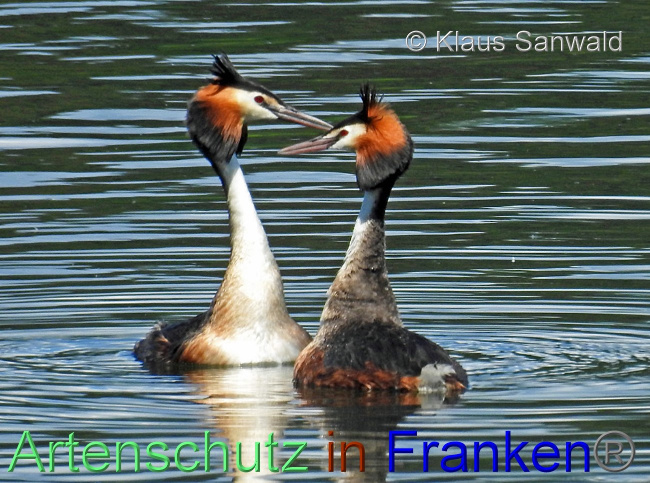 © Artenschutz in Franken® / Klaus Sanwald Bild zum Eintrag (1070011-160)