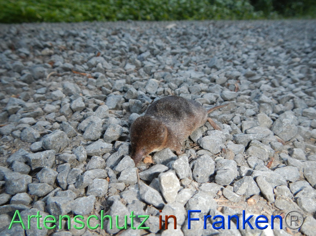 © Artenschutz in Franken® Bild zum Eintrag (1070112-160)
