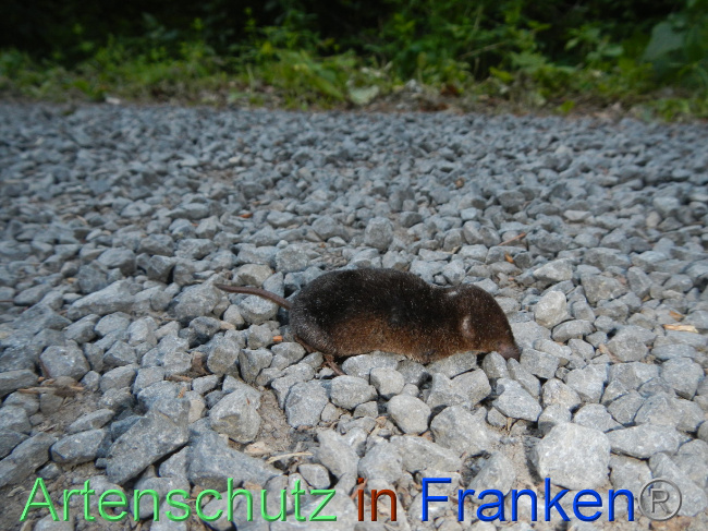© Artenschutz in Franken® Bild zum Eintrag (1070113-160)