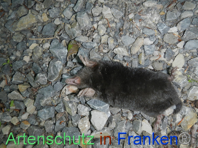 © Artenschutz in Franken® Bild zum Eintrag (1070127-160)