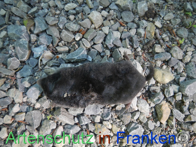 © Artenschutz in Franken® Bild zum Eintrag (1070128-160)