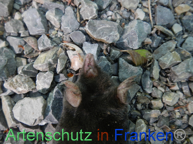 © Artenschutz in Franken® Bild zum Eintrag (1070135-160)