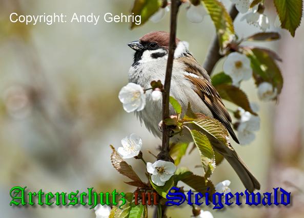 Copyright AiS- Andy Gehrig Bild zum Eintrag (1070141-160)