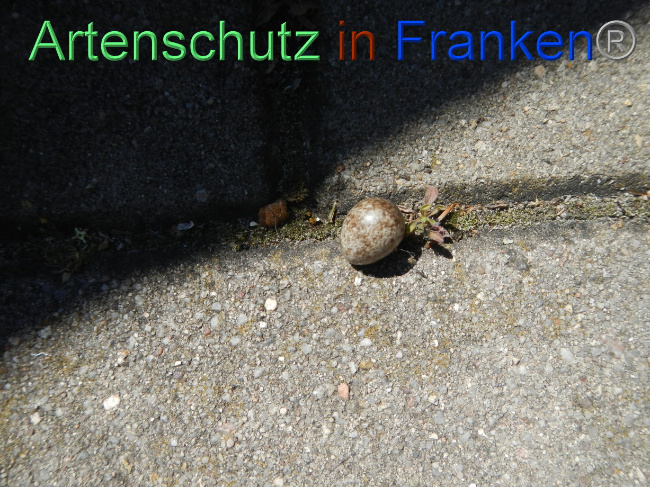 © Artenschutz in Franken® Bild zum Eintrag (1070144-160)