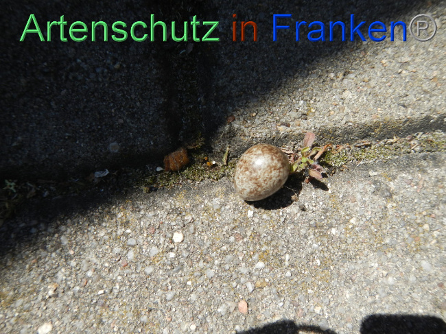 © Artenschutz in Franken® Bild zum Eintrag (1070145-160)