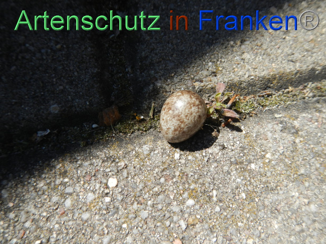 © Artenschutz in Franken® Bild zum Eintrag (1070146-160)