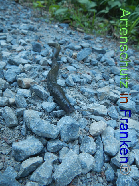 © Artenschutz in Franken® Bild zum Eintrag (1070301-160)