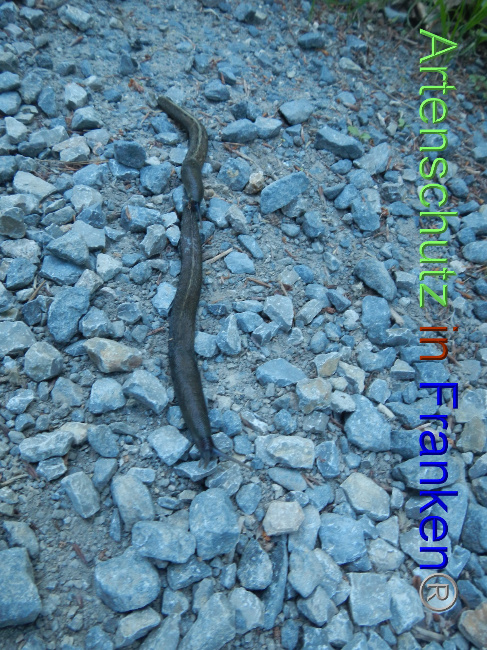 © Artenschutz in Franken® Bild zum Eintrag (1070302-160)