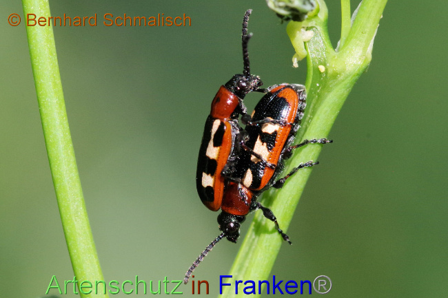 © Artenschutz in Franken® / Bernhard Schmalisch Bild zum Eintrag (1070328-160)