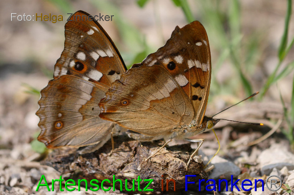 Copyright AiF - Helga Zinnecker Bild zum Eintrag (1070356-160)