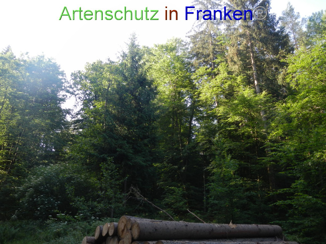 © Artenschutz in Franken® Bild zum Eintrag (1070363-160)
