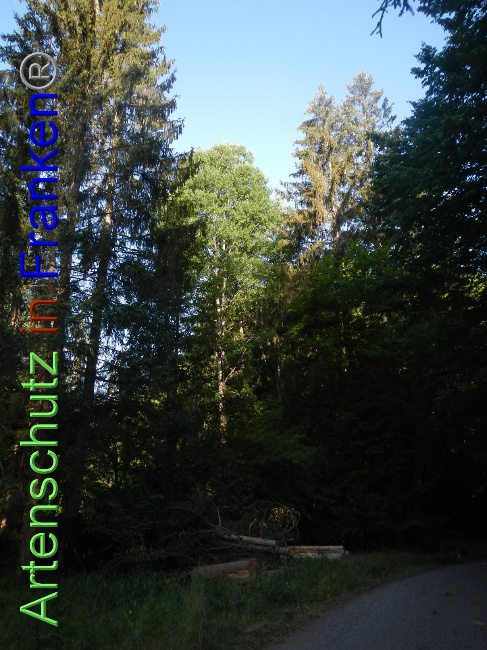 © Artenschutz in Franken® Bild zum Eintrag (1070364-160)