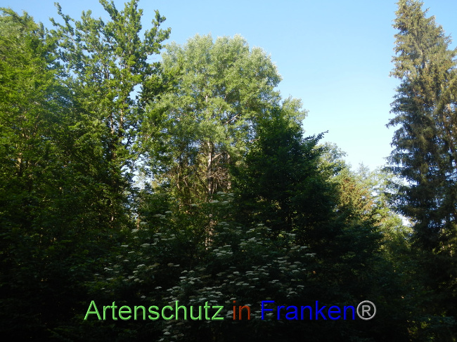© Artenschutz in Franken® Bild zum Eintrag (1070366-160)