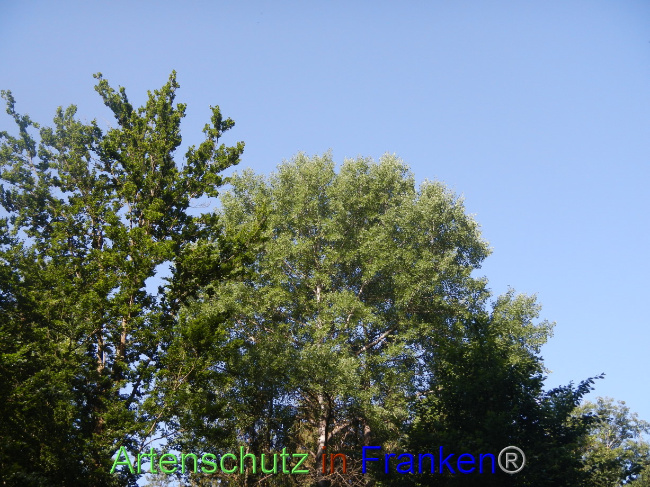 © Artenschutz in Franken® Bild zum Eintrag (1070367-160)